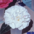 Diddy Mealing Peony